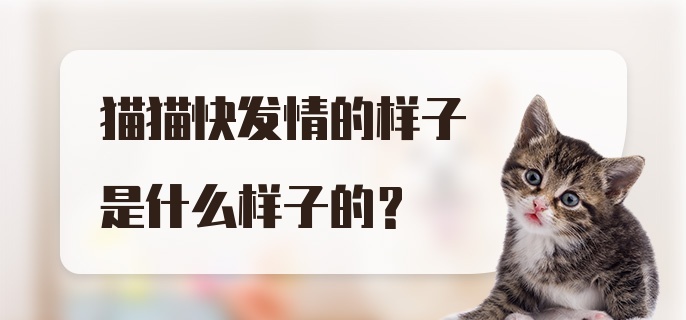 猫猫快发情的样子是什么样子的？