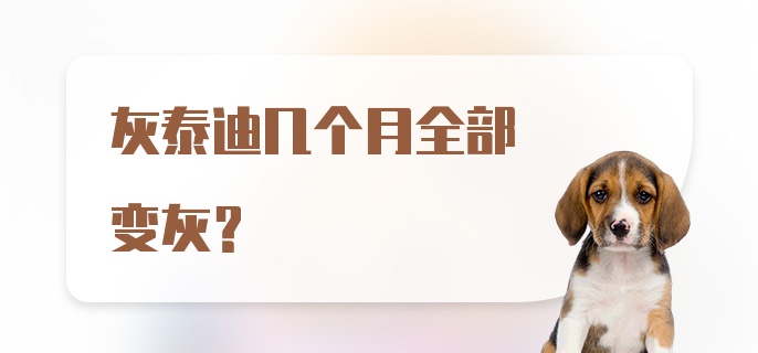 灰泰迪几个月全部变灰？