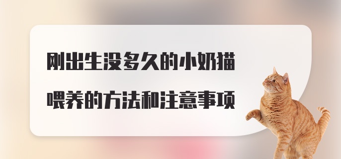 刚出生没多久的小奶猫喂养的方法和注意事项