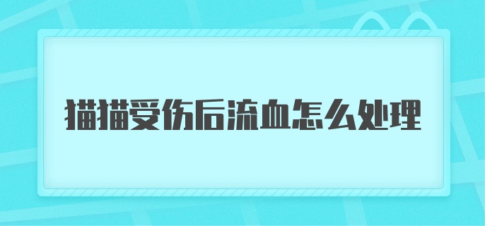 猫猫受伤后流血怎么处理