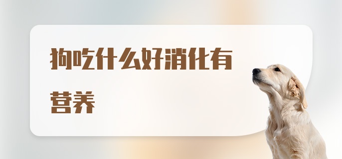 狗吃什么好消化有营养