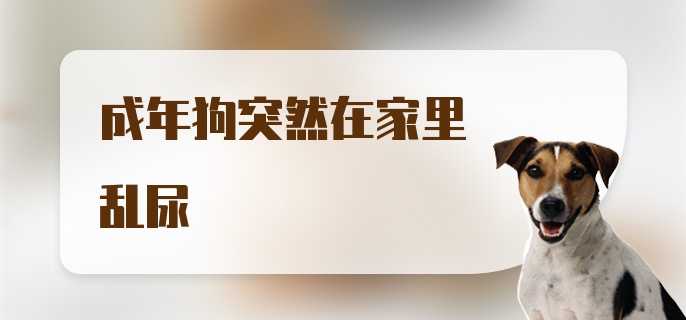 成年狗突然在家里乱尿