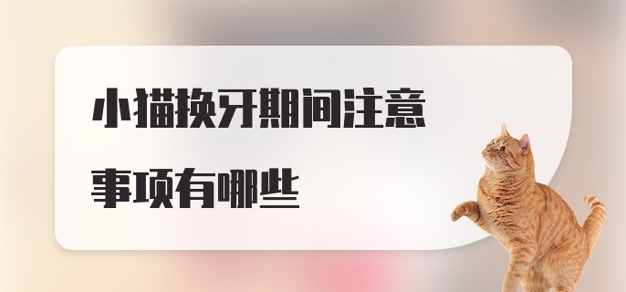 小猫换牙期间注意事项有哪些