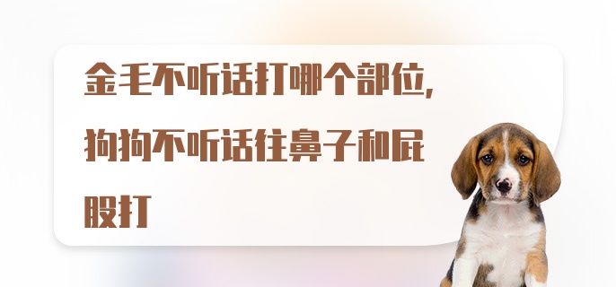 金毛不听话打哪个部位，狗狗不听话往鼻子和屁股打