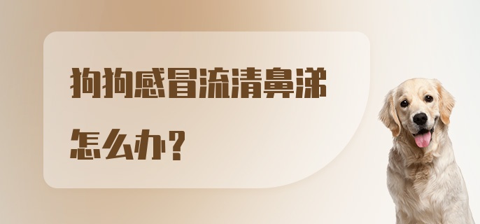 狗狗感冒流清鼻涕怎么办?