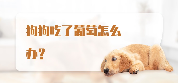 狗狗吃了葡萄怎么办？