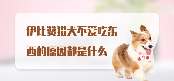 伊比赞猎犬不爱吃东西的原因都是什么