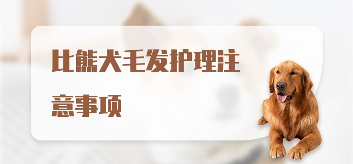 比熊犬毛发护理注意事项