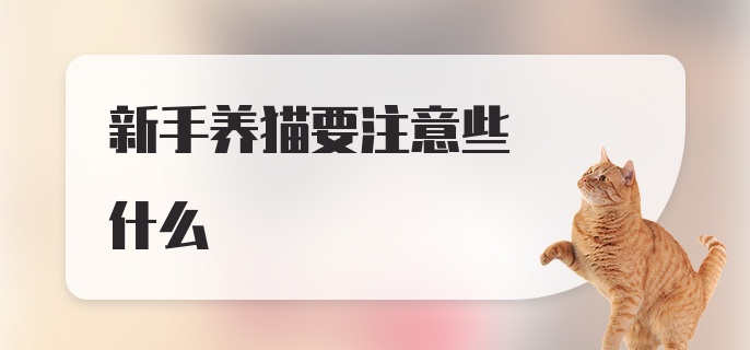 新手养猫要注意些什么