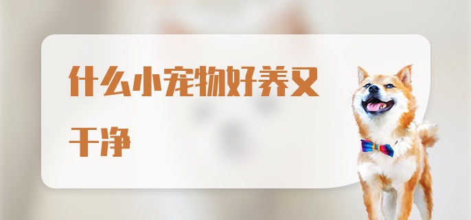 什么小宠物好养又干净