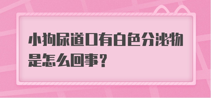 小狗尿道口有白色分泌物是怎么回事？