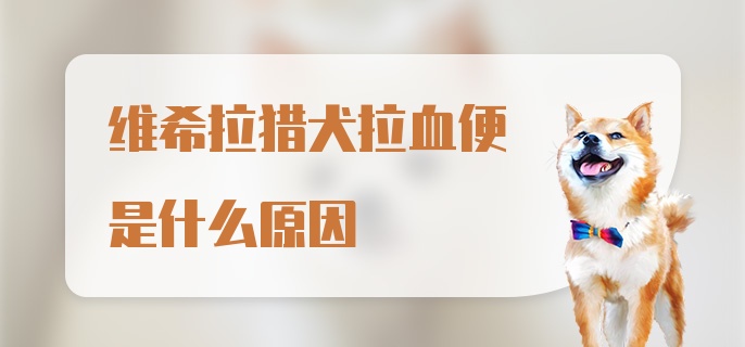 维希拉猎犬拉血便是什么原因