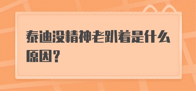 泰迪没精神老趴着是什么原因?