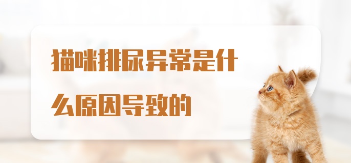 猫咪排尿异常是什么原因导致的