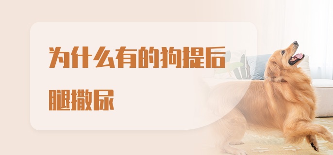 为什么有的狗提后腿撒尿