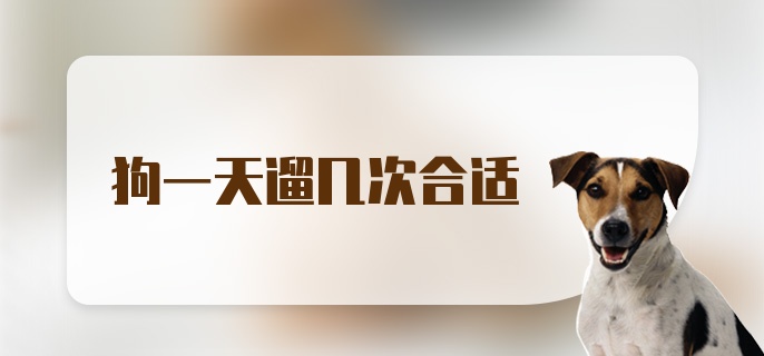 狗一天遛几次合适