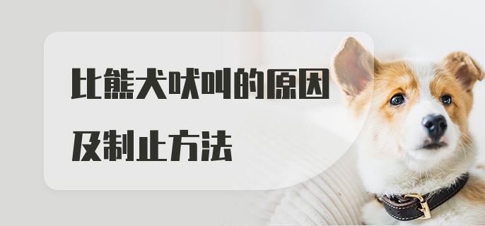 比熊犬吠叫的原因及制止方法