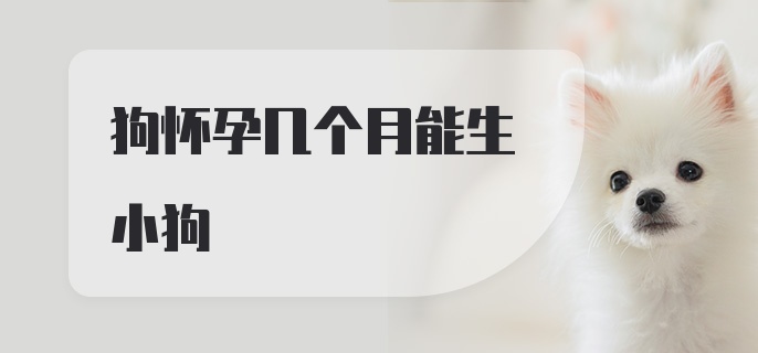 狗怀孕几个月能生小狗