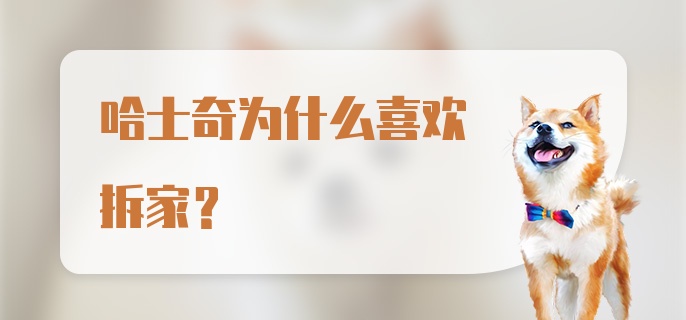 哈士奇为什么喜欢拆家？