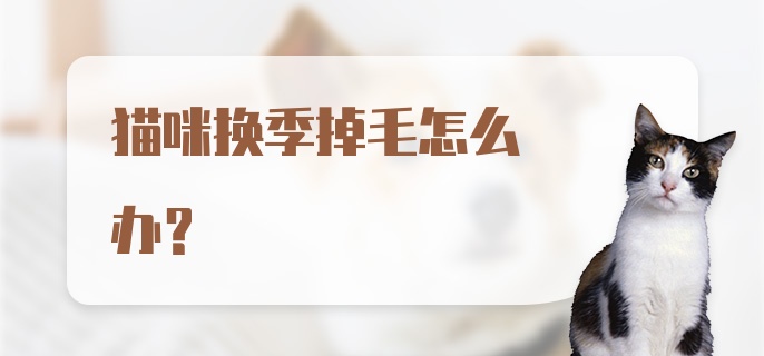 猫咪换季掉毛怎么办？