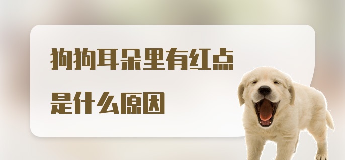 狗狗耳朵里有红点是什么原因