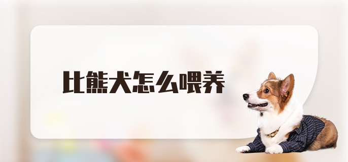 比熊犬怎么喂养