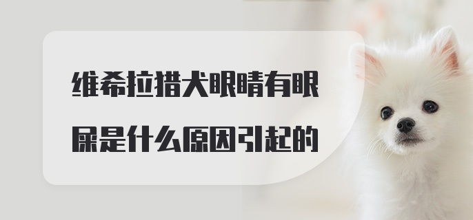 维希拉猎犬眼睛有眼屎是什么原因引起的