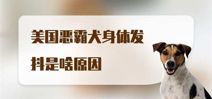 美国恶霸犬身体发抖是啥原因