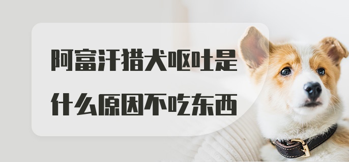 阿富汗猎犬呕吐是什么原因不吃东西