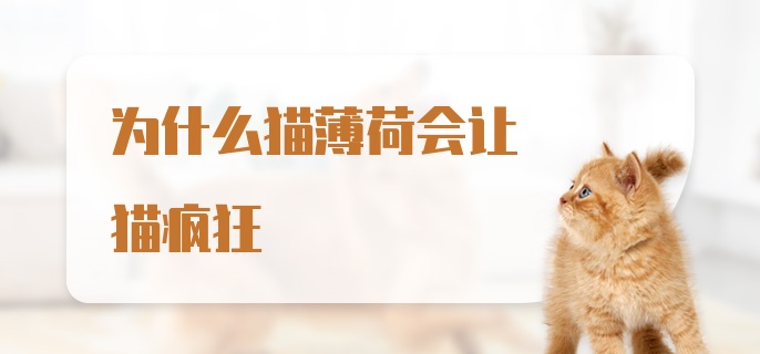 为什么猫薄荷会让猫疯狂