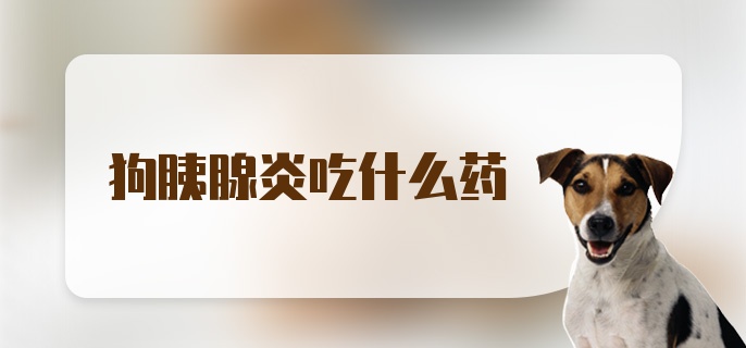 狗胰腺炎吃什么药