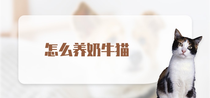 怎么养奶牛猫