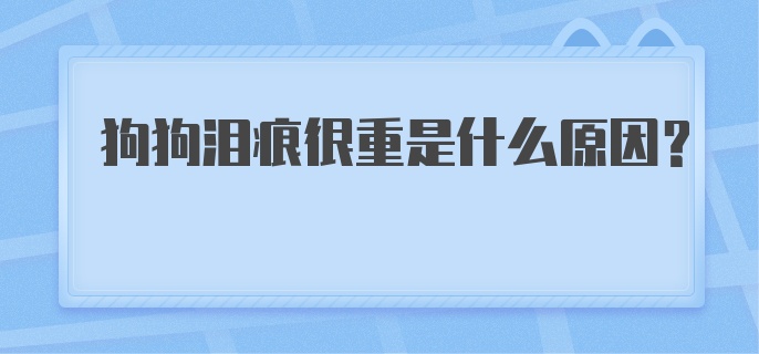 狗狗泪痕很重是什么原因？