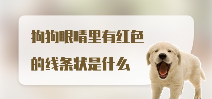 狗狗眼睛里有红色的线条状是什么