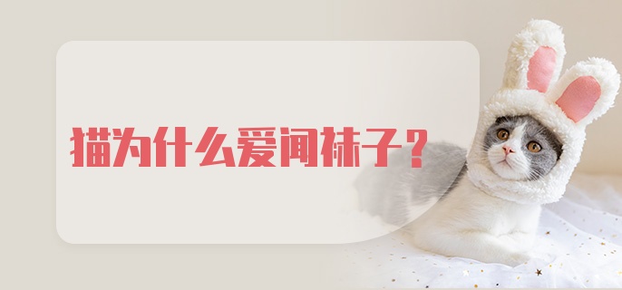 猫为什么爱闻袜子?