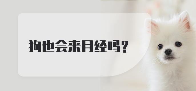 狗也会来月经吗？