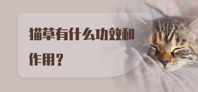 猫草有什么功效和作用？