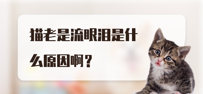 猫老是流眼泪是什么原因啊？