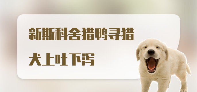 新斯科舍猎鸭寻猎犬上吐下泻