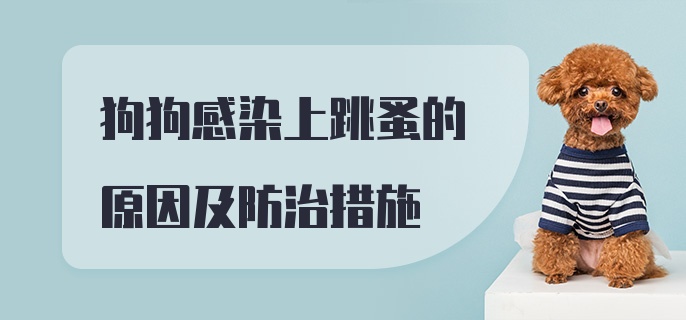 狗狗感染上跳蚤的原因及防治措施