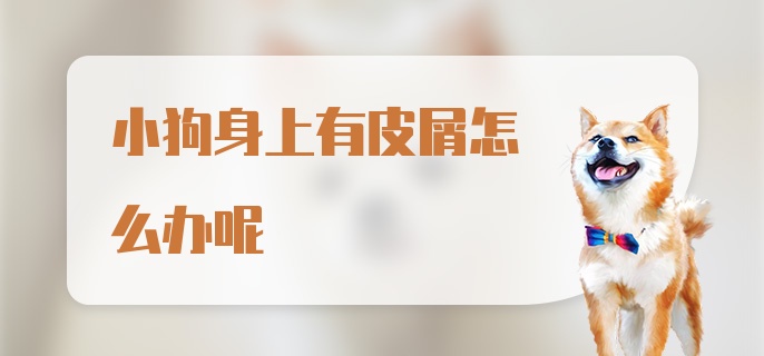 小狗身上有皮屑怎么办呢