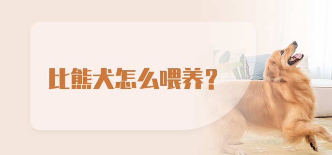 比熊犬怎么喂养？