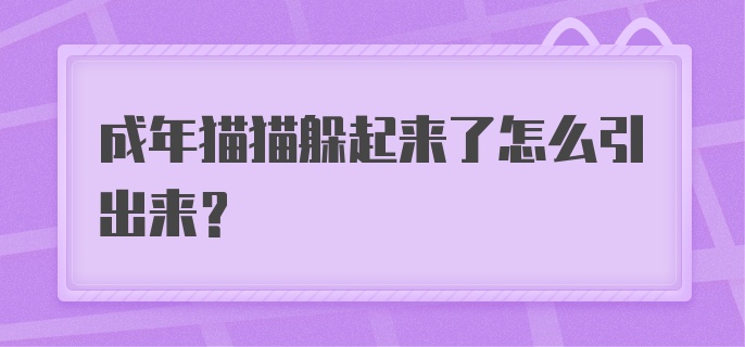 成年猫猫躲起来了怎么引出来？