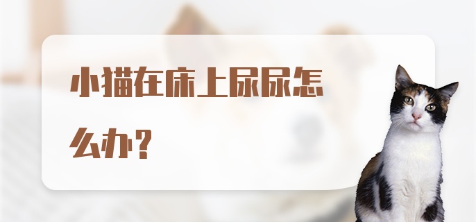 小猫在床上尿尿怎么办？