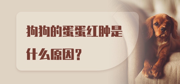 狗狗的蛋蛋红肿是什么原因?