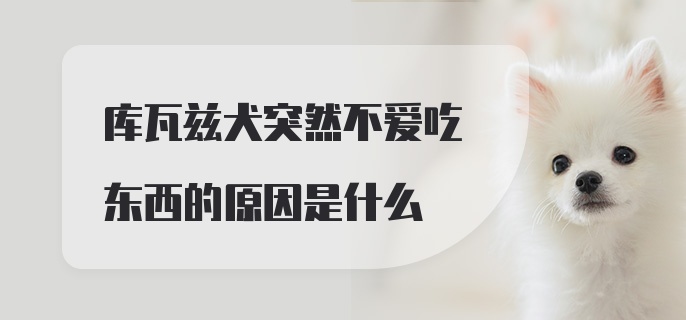 库瓦兹犬突然不爱吃东西的原因是什么