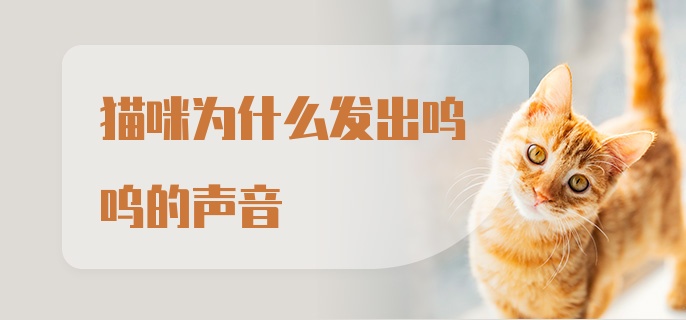 猫咪为什么发出呜呜的声音