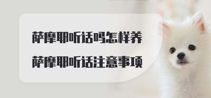 萨摩耶听话吗怎样养萨摩耶听话注意事项