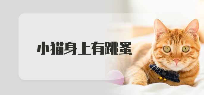 小猫身上有跳蚤