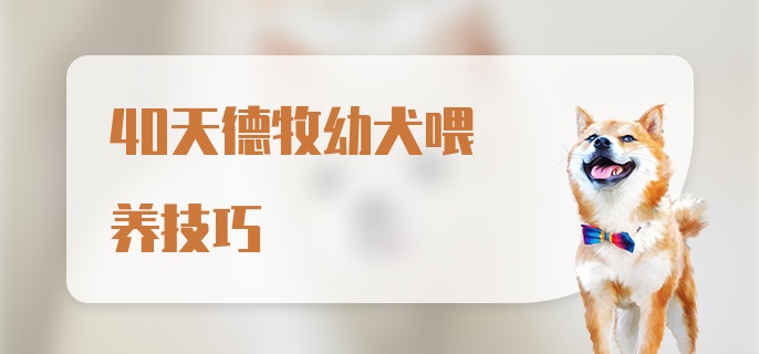 40天德牧幼犬喂养技巧